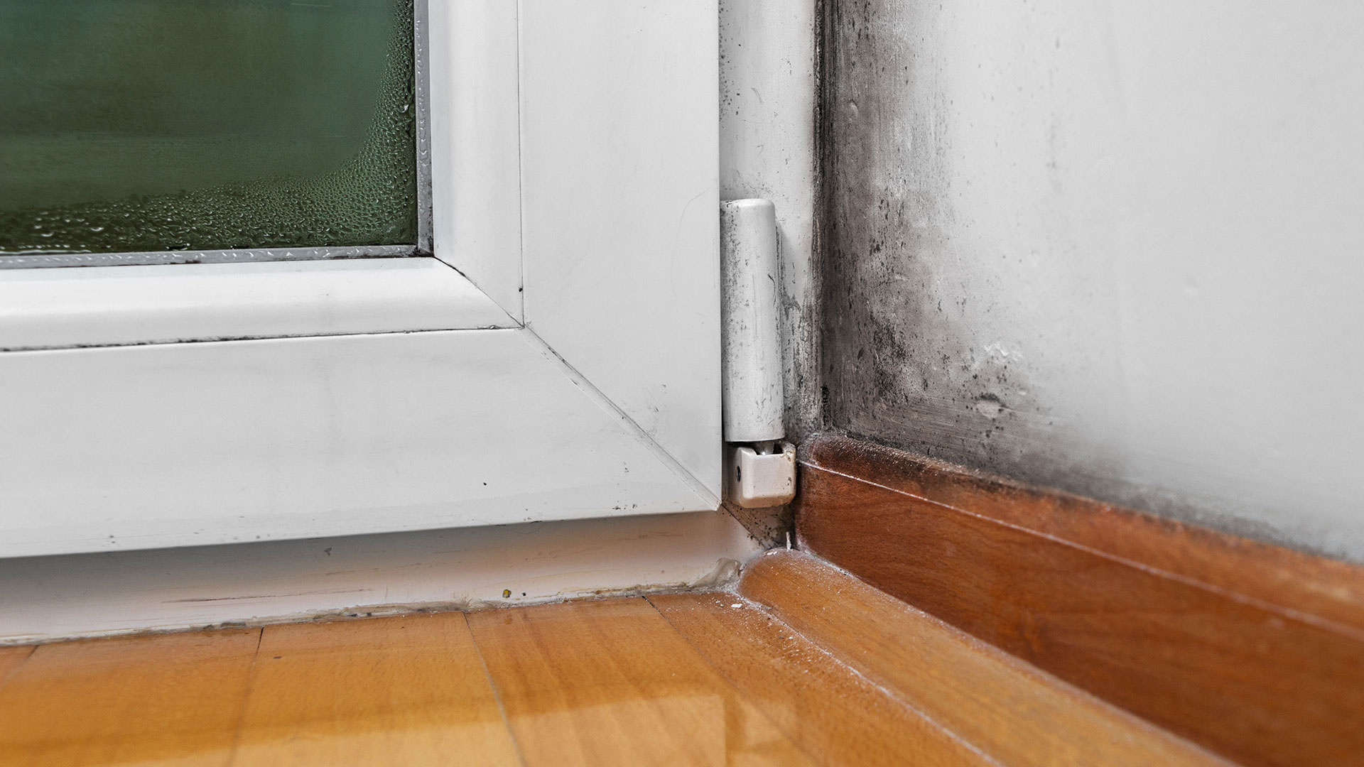 Mold Remediation Capital Carpets