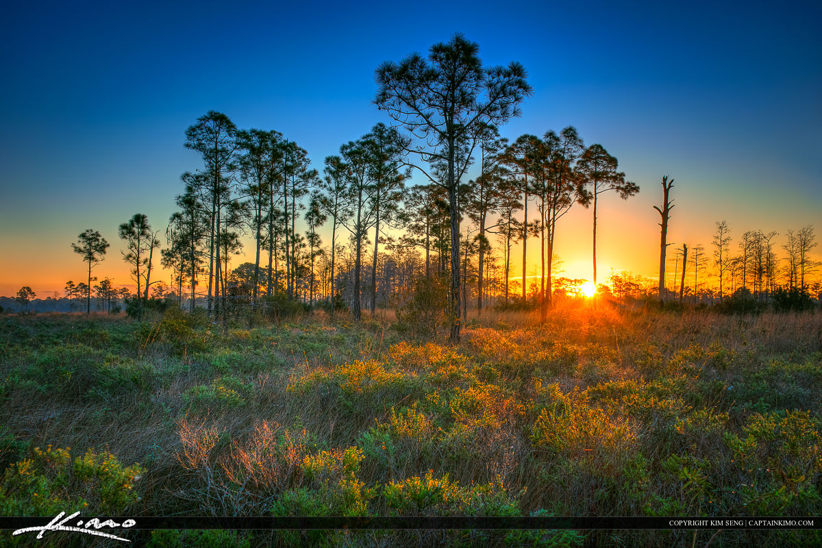 Where Is Jupiter Florida >> Pine Glades Sunrise Over Wood Lands Where Is Jupiter Florida >> Pine Glades Sunrise Over Wood Lands