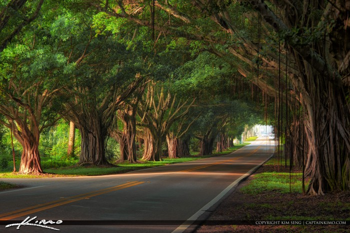 Ficus Trees on Bridge Road Hobe Sound Florida