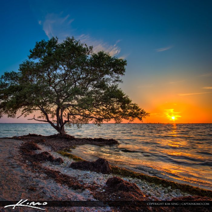 Picnic Island Park Sunset Mangrove Tree Tampa Bay HDR Photography by Captain Kimo