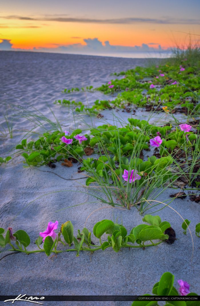 Flowers at the Boca RatonInlet Beach Park
