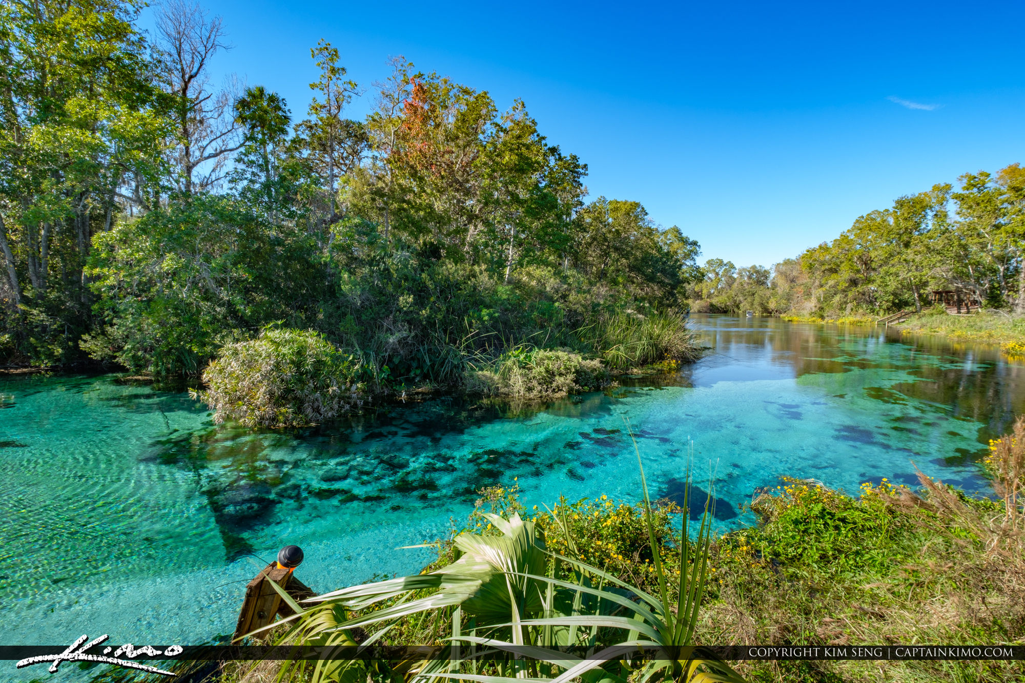 Weeki Wachee Springs State Park Blue Sping Waters Under the Shad | HDR