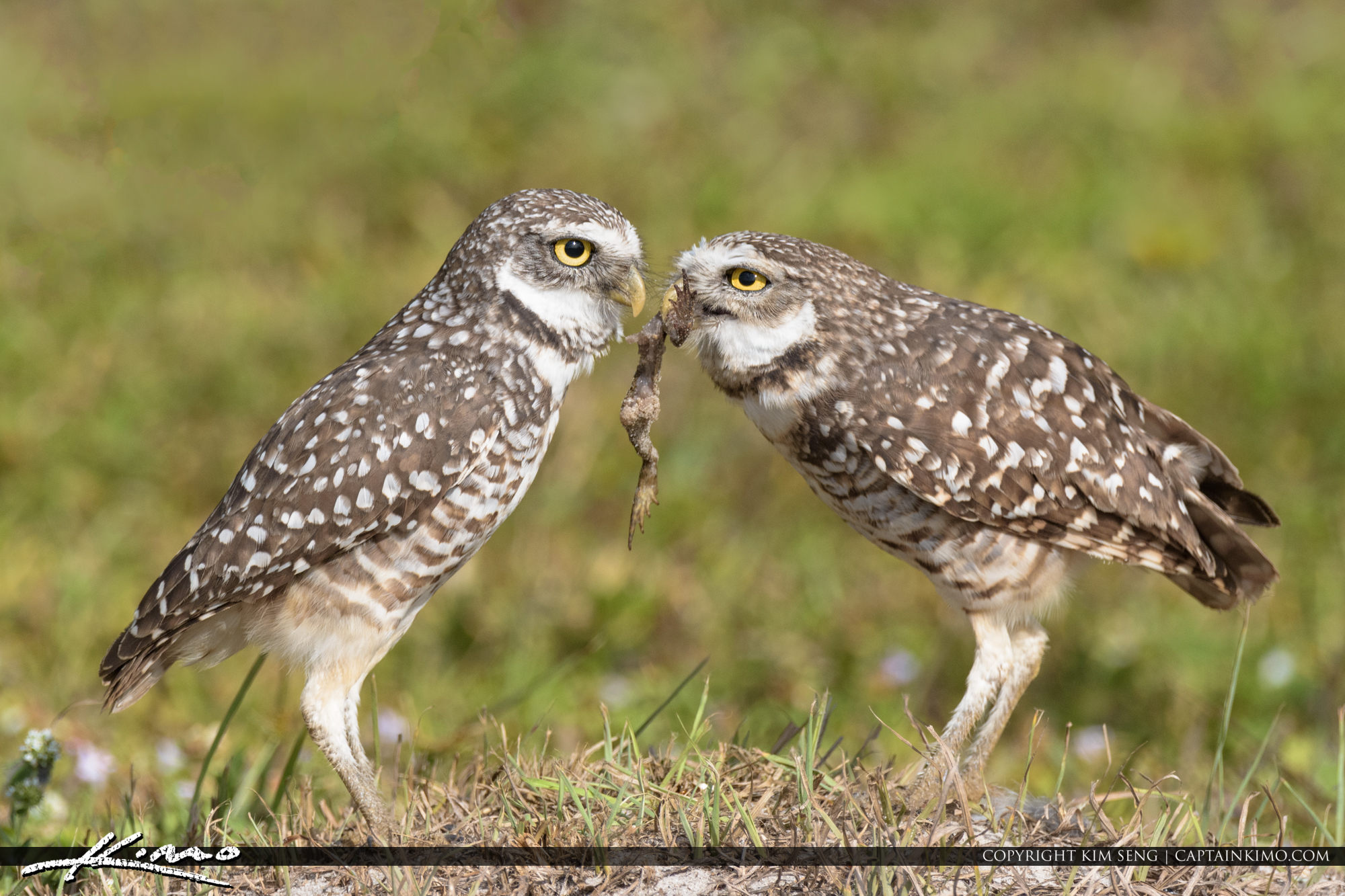Borrowing Owls Eating Frog Brian Piccolo Sports Park HDR Photography