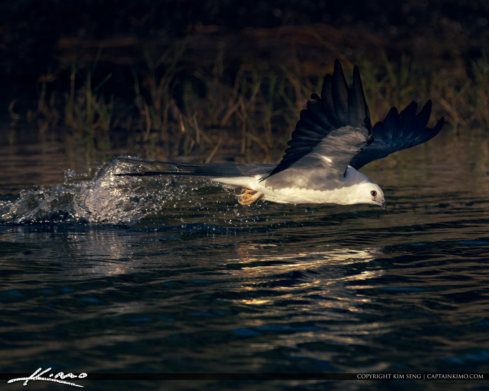 Swallowtailed Kite Bird Photography Over Water HDR Photography by