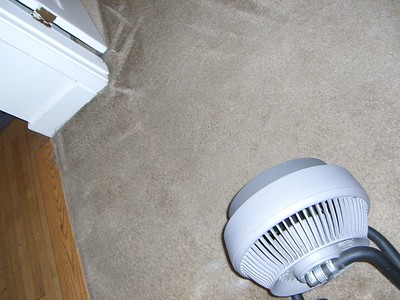 carpet cleaning gold coast pet stains
