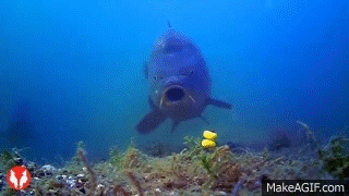 Water_Wolf_underwater_camera_carp_fishing_kit_in_cooperation_with_Prologic.gif