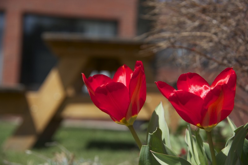 Tulips