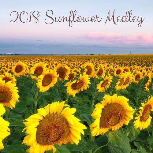 Sunflower Medley Cover Art Blurred Background