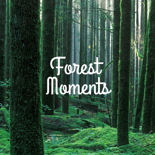 Forest Moments Cover Art Blurred Background