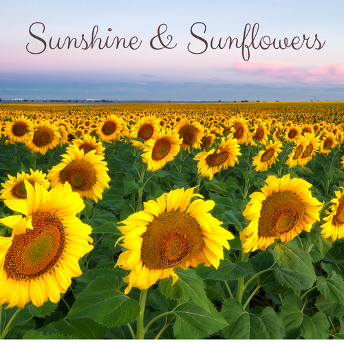 Sunshine & Sunflowers Cover Art Blurred Background