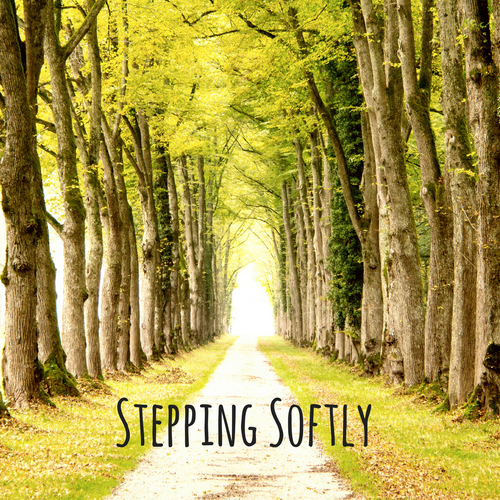 Stepping Softly Cover Art Blurred Background
