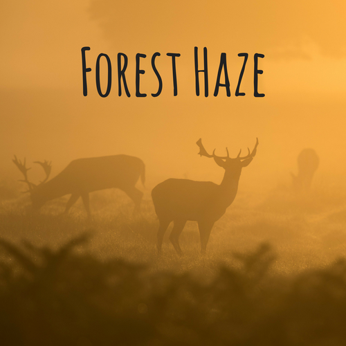 Forest Haze Cover Art Blurred Background