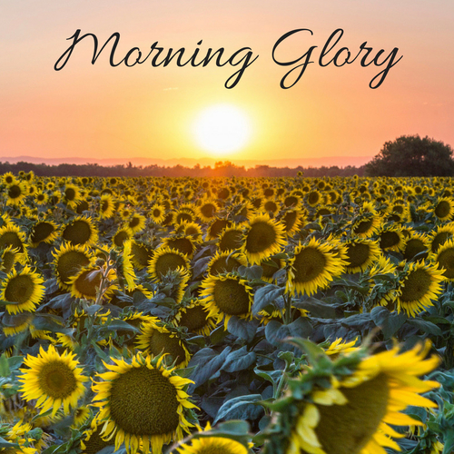 Morning Glory Cover Art Blurred Background