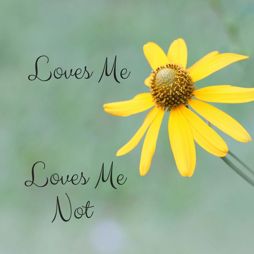 Loves Me Loves Me Not Cover Art Blurred Background