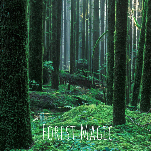 Forest Magic Cover Art Blurred Background