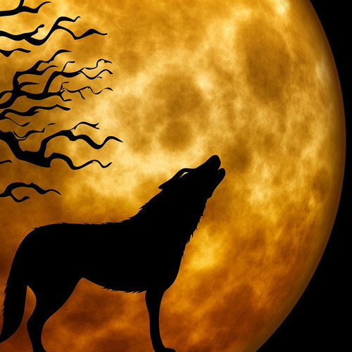 Wolf Howling Cover Art Blurred Background