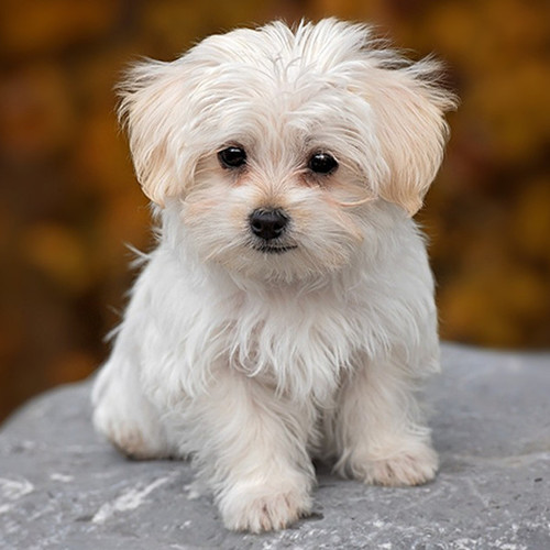 Puppy Bark Cover Art Blurred Background