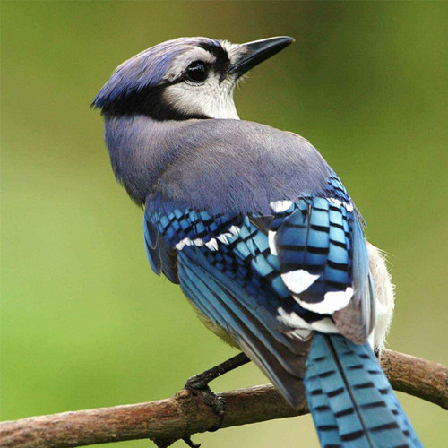 Bird Chirping Cover Art Blurred Background