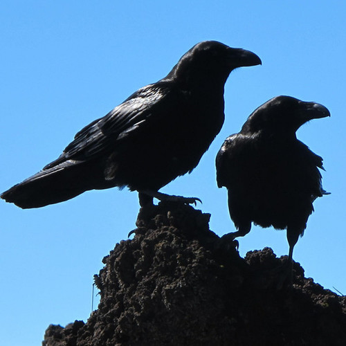Crow Cover Art Blurred Background