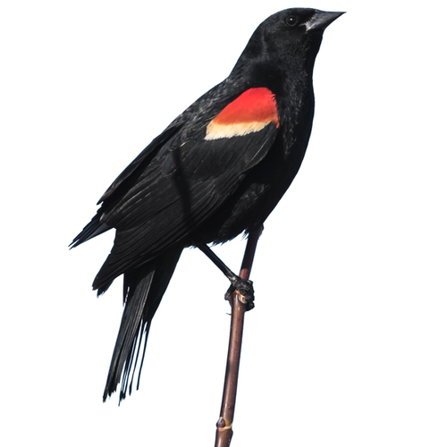 Blackbird Singing Cover Art Blurred Background
