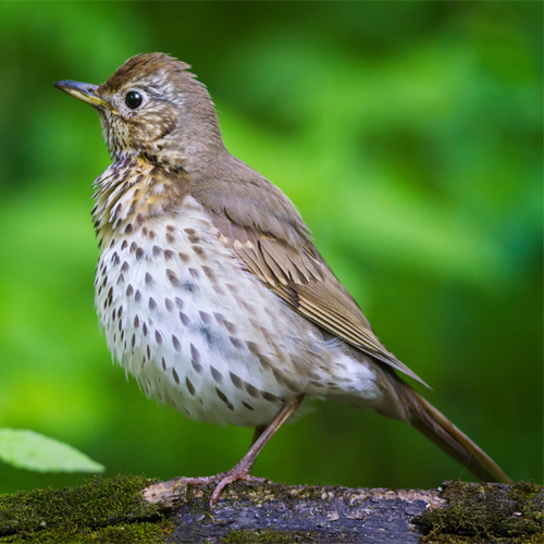Thrush Bird Song Cover Art Blurred Background