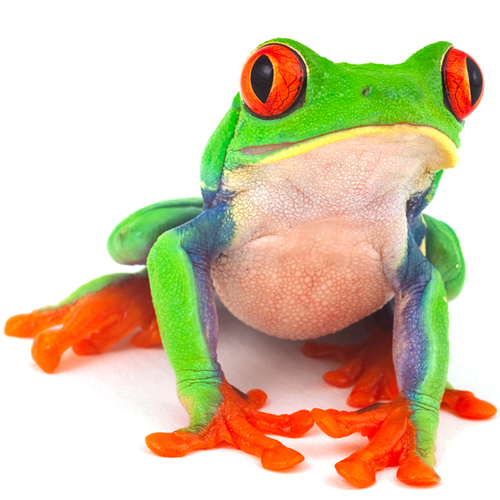 Frogs Cover Art Blurred Background