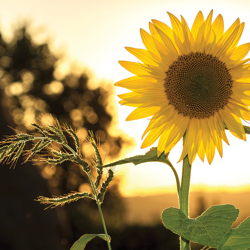 Good Morning Sunshine Cover Art Blurred Background