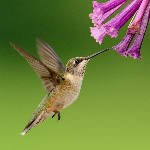 Birds in the Country Cover Art Blurred Background