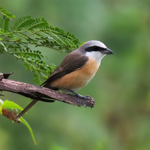 Birds in the Forest Cover Art Blurred Background