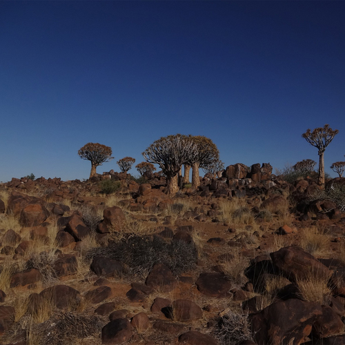 African Forest Cover Art Blurred Background