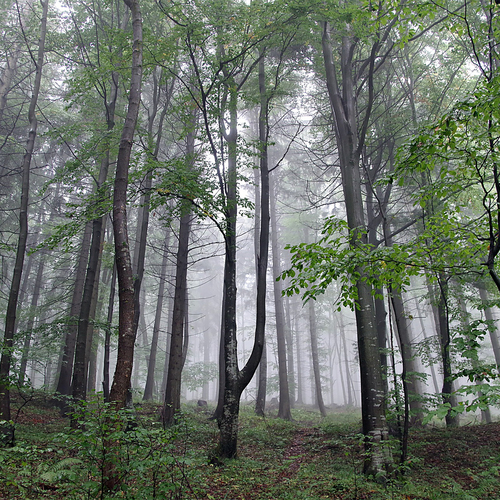 Rain Forest Cover Art Blurred Background