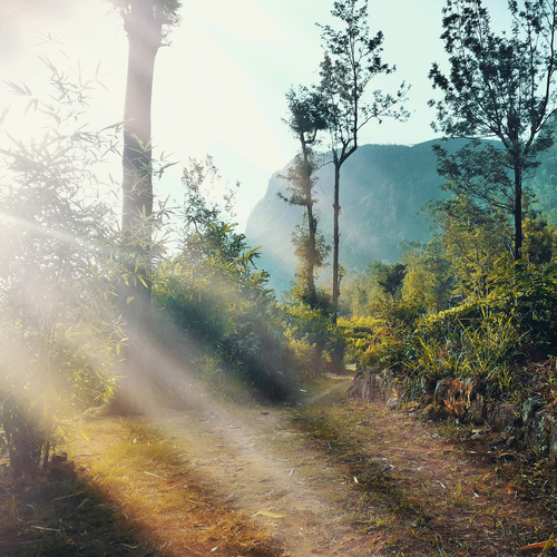 Morning in the Jungle Cover Art Blurred Background
