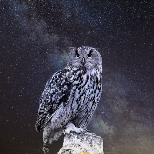 Night Owl Cover Art Blurred Background