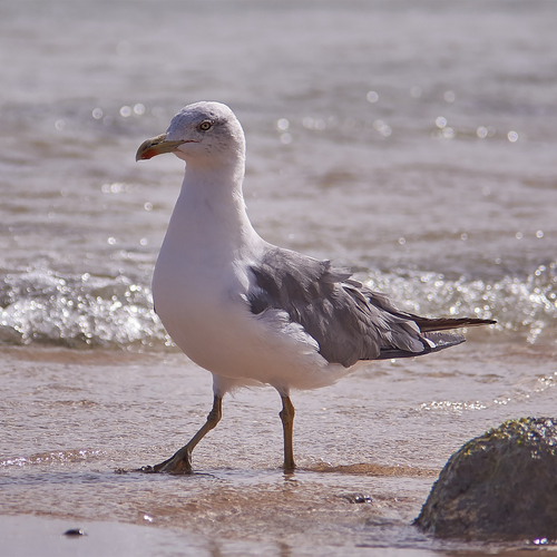 Seagulls by the Seashore Cover Art Blurred Background