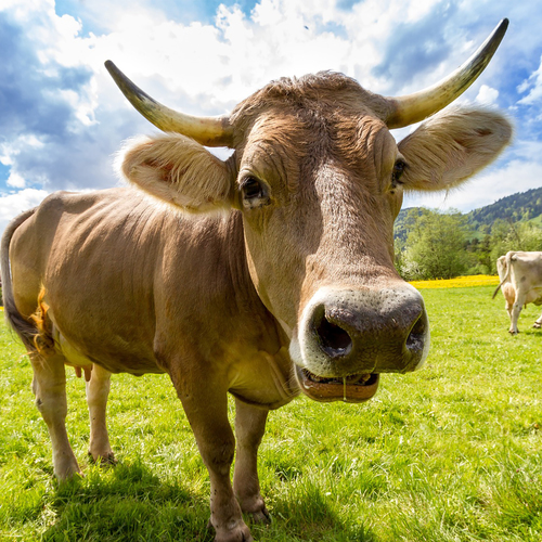 Cow Moo Cover Art Blurred Background