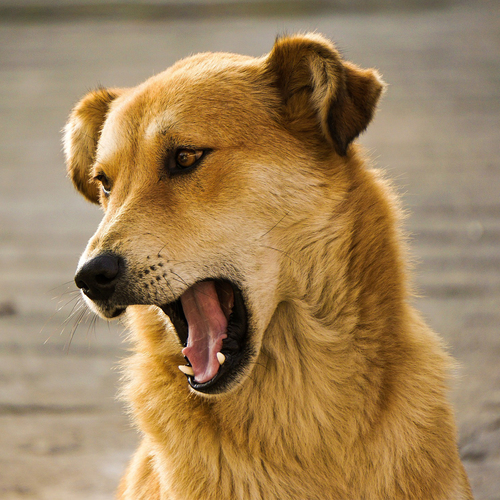 Dog Bark Cover Art Blurred Background