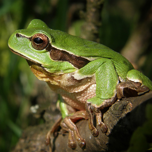 Frog Croak Cover Art Blurred Background