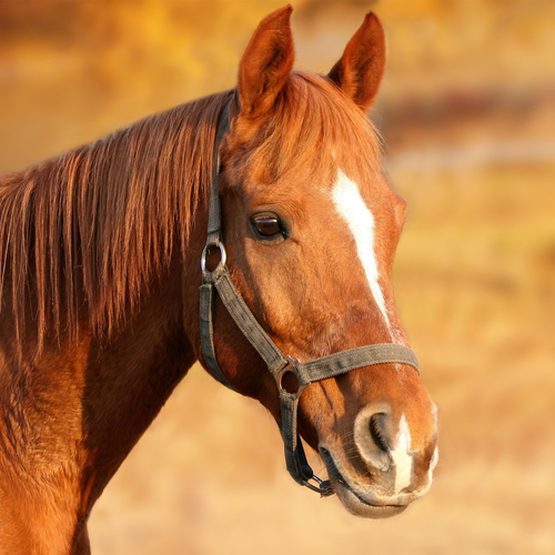 Horse Neigh Cover Art Blurred Background