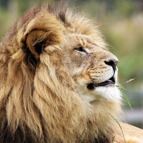 Lion Roar Cover Art Blurred Background