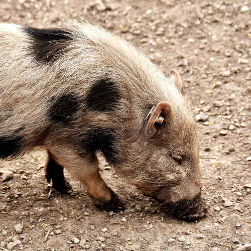 Pig Snuffle Cover Art Blurred Background