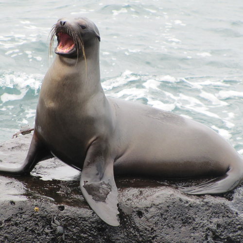 Sea Lion Bark Cover Art Blurred Background