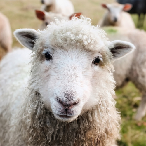 Sheep Baa Cover Art Blurred Background