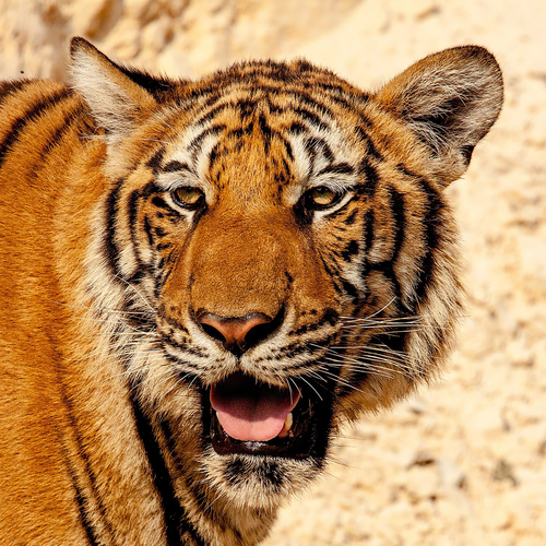 Tiger Growl Cover Art Blurred Background
