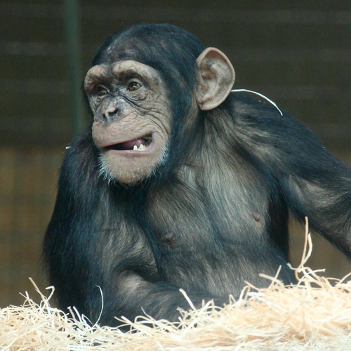 Chimp Monkey Chatter Cover Art Blurred Background