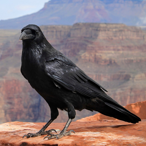 Crow Caw Cover Art Blurred Background