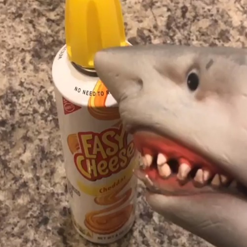 Cheese Cover Art Blurred Background