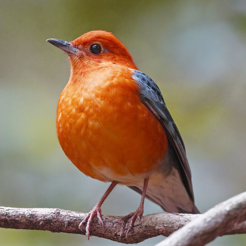 Bird Beautiful Cover Art Blurred Background