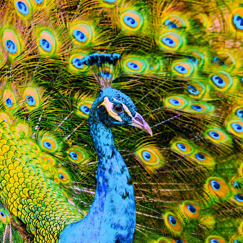 Peacock Notification Cover Art Blurred Background