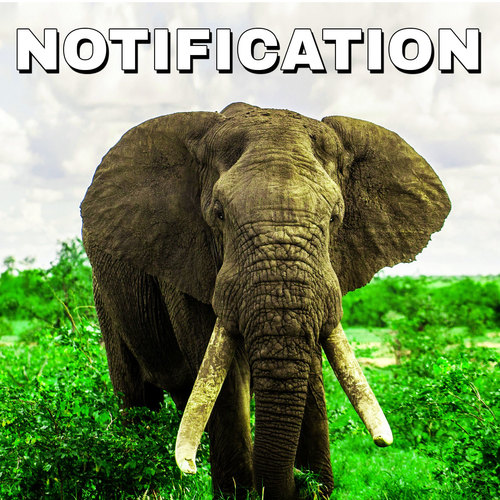 Elephant Notification Cover Art Blurred Background