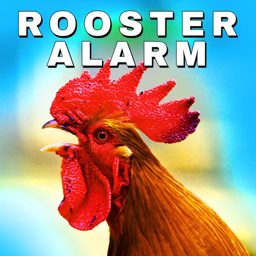 Rooster Alarm Notification Cover Art Blurred Background